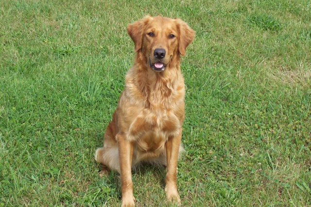 age golden retriever can sire