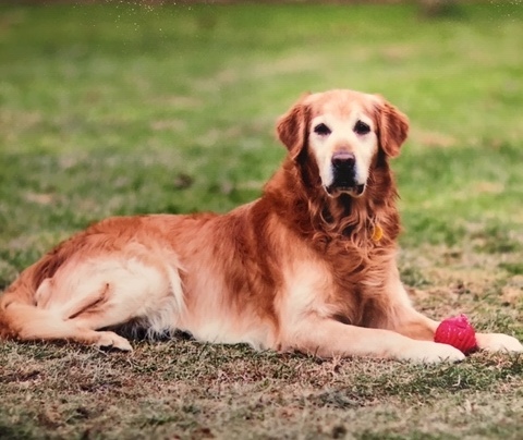 Ambertrail store golden retrievers